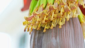 Pollinating bees on banana blossoms illustrate nature’s cooperation, agricultural sustainability, biodiversity protection, ecological harmony, and the vital role of insects in crop development.
 - Powered by Shutterstock - Get 15% off with code: PIKWIZARD15