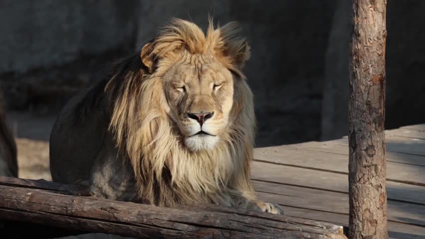 This video features a lion roaring in a wooden enclosure. The lion is a powerful and fierce animal with a loud roar. The video showcases the lion
