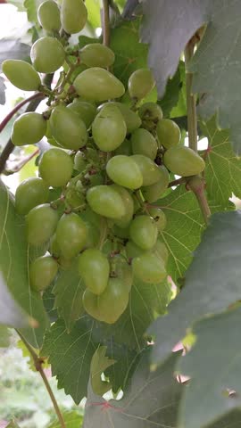 Bunch of fresh green grapes hanging on the vine in a tropical garden