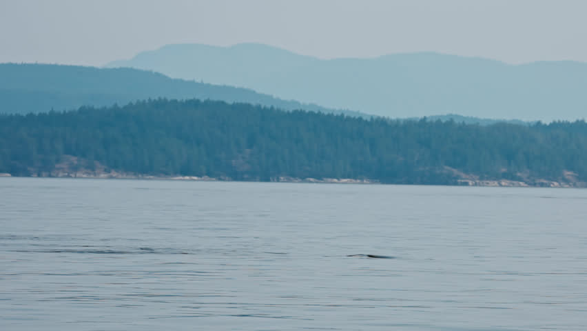 Tranquil Ocean With Humpback Whale Across Vancouver Island, British Columbia, Canada. Slow Motion Shot