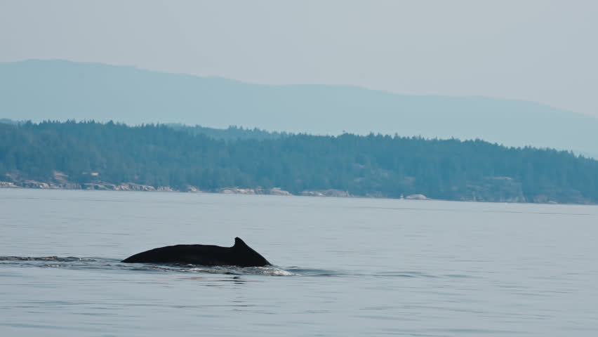 Humpback Whale Crossing Seascape Near Vancouver Island, British Columbia, Canada. Slow Motion Shot