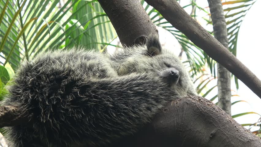 Peaceful 4K footage of a bearcat resting and sleeping heavily on a thick wooden tree branch surrounded by jungle foliage.