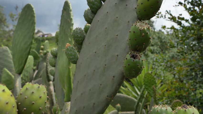 Prickly pears or nopales cactus fruits in the middle of the countryside.