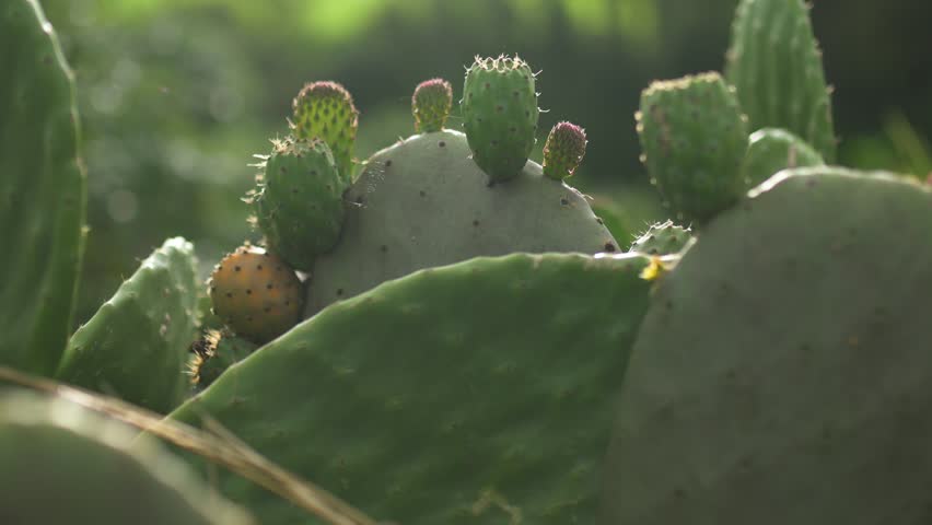 Spring shot with prickly pears or nopales cactus fruits.