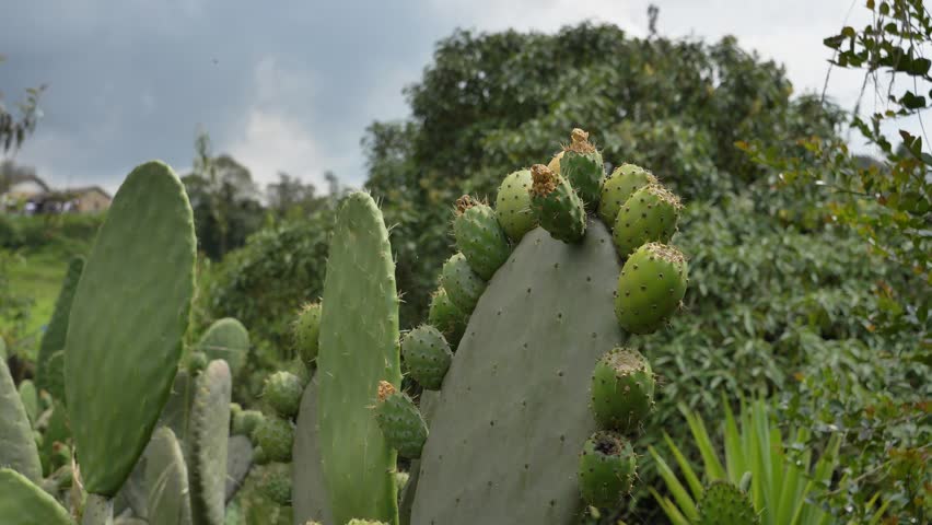Prickly pears or nopales cactus with a lof ot fruits on a lush ecosystem.