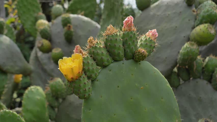 Flowering prickly pears or nopales cactus fruits.
