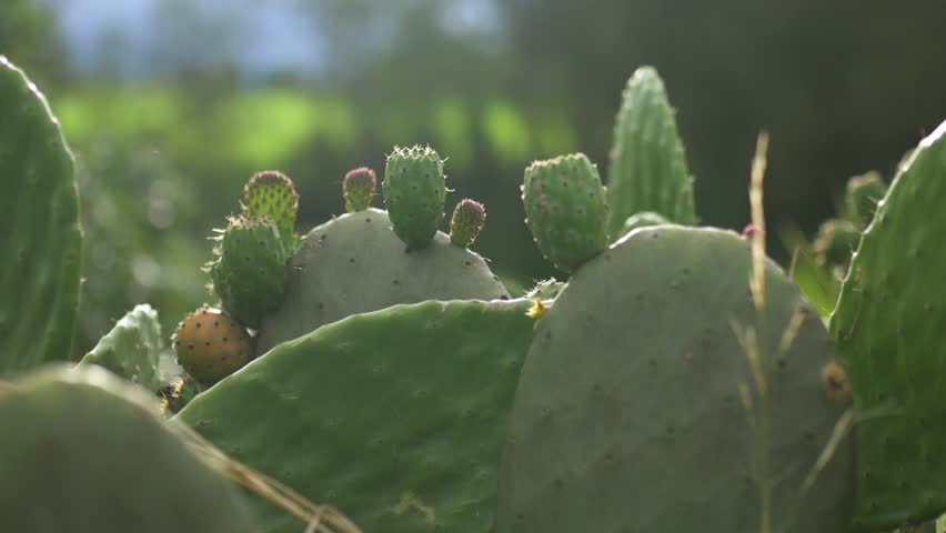 Prickly pears cactus fruit on a dense forest in Ecuador. Gimbal shot.