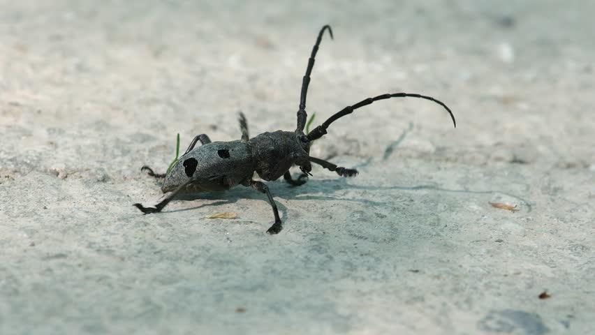 Longhorn Beetle (Morimus funereus) Walking on Concrete, Macro Close-Up, Slow Pan Right