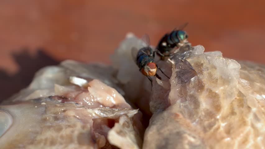 Macro close-up of metallic green blow flies feeding on decaying fish flesh in bright sunlight