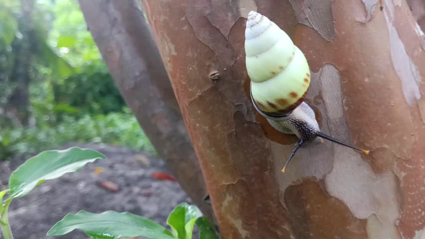 macro photo of a white snail, tree snail (amphidromus perversus) on a tree, slow but safe