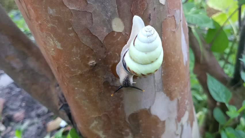 macro photo of a white snail, tree snail (amphidromus perversus) on a tree, slow but safe