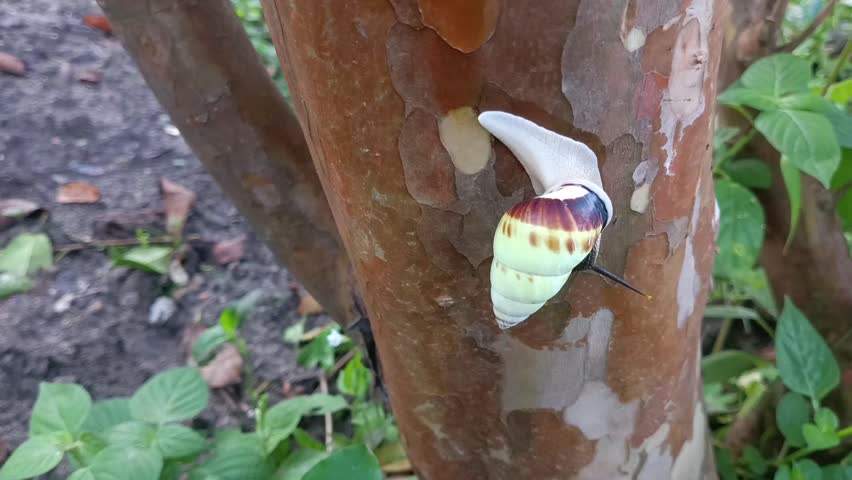macro photo of a white snail, tree snail (amphidromus perversus) on a tree, slow but safe