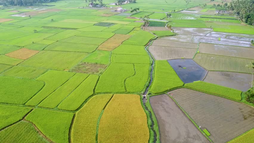 Aerial view of curved rural road winding through lush green rice fields and tropical palm trees in West Sumatra, Indonesia