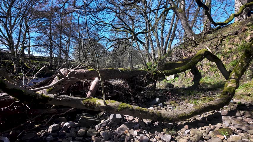 Fallen tree sprawls across a mossy riverbank amid leafless spring woodlands under a clear blue sky.