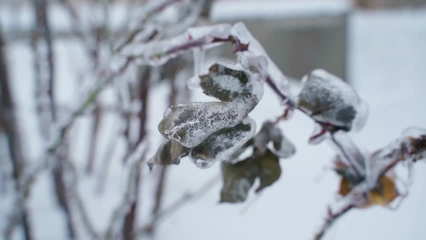 Rose leaves encased in ice on frozen branches close-up. Ice storm aftermath in winter garden
