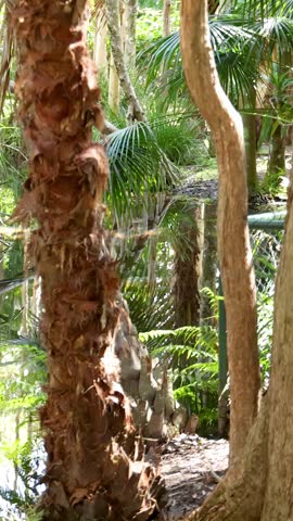 A slow pan across lush tropical vegetation with palm trees reflecting in a calm pond