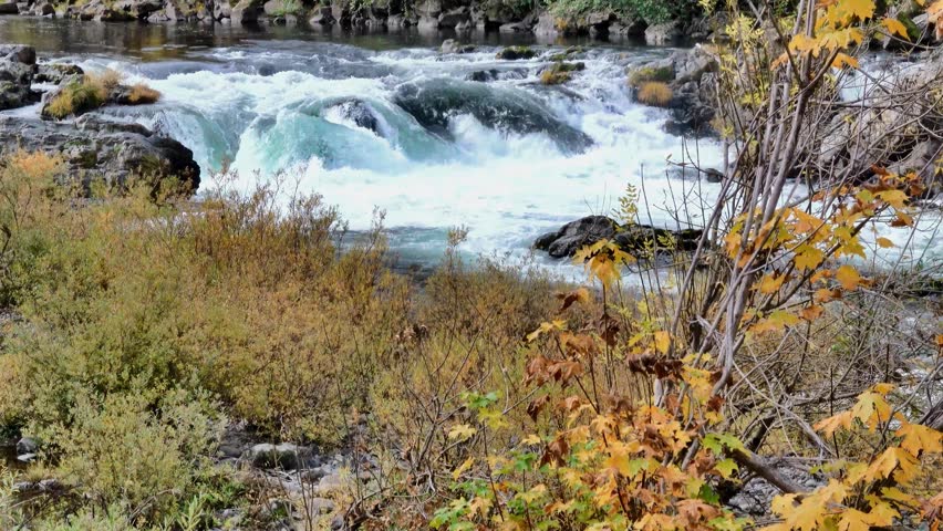 Fast-Flowing River Rapids with Autumn Foliage and Rocky Banks – Scenic Wild Nature