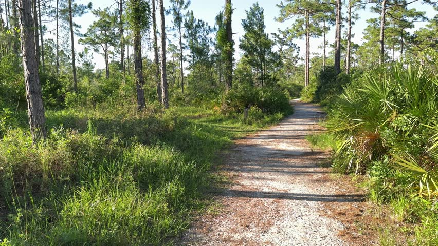 A quiet dirt path winds through tall pine trees and lush green vegetation in nature. The peaceful woodland scenery creates a calm hiking and outdoor exploration atmosphere.