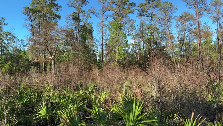 Bright palmetto plants spread across the ground beneath tall pine trees in a sunny forest. The natural woodland vegetation creates a vibrant outdoor Florida landscape.
