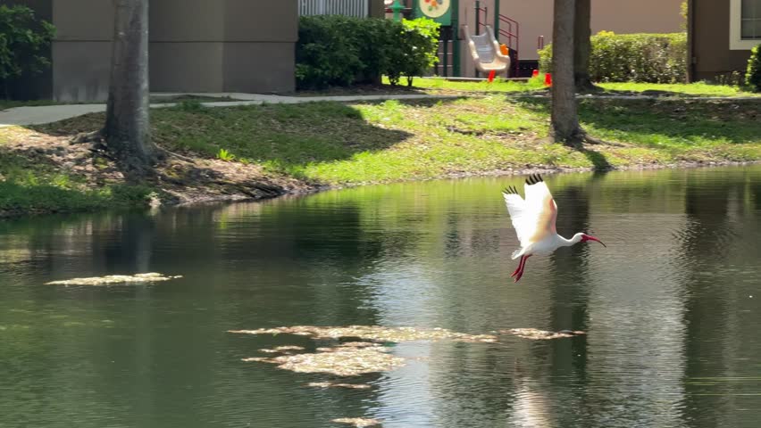 Several white birds glide across still green water near a quiet apartment building shoreline. Soft sunlight and reflections create a peaceful suburban nature scene.