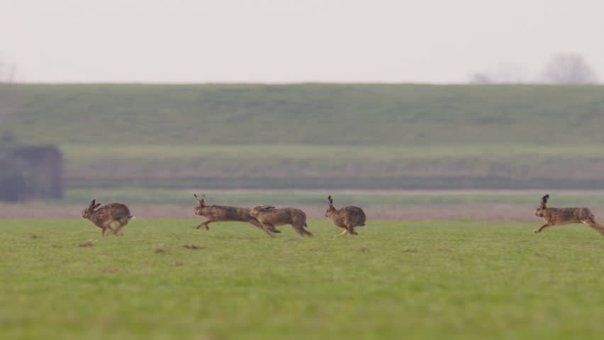 European Hares (Lepus europaeus) sprinting at high speed across a lush green meadow in the Netherlands as they chase each other during mating season in the early spring