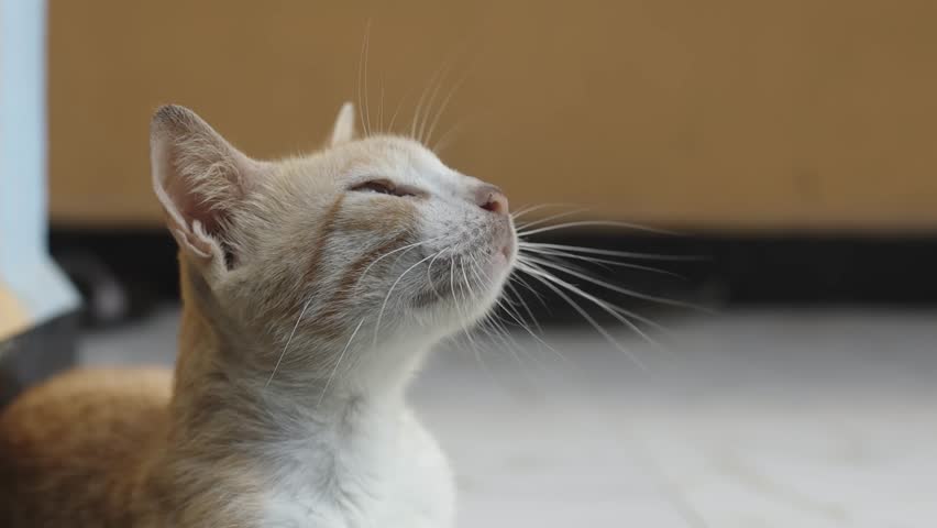 Close up of yellow cat 