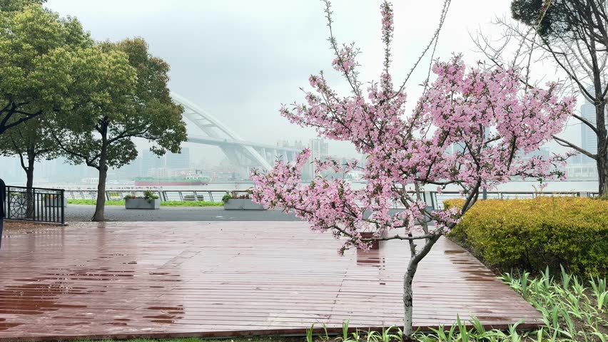 Shanghai World Expo Park, Shanghai, China, April 01, 2026: Pink cherry blossoms in a park setting with a modern bridge in the background.