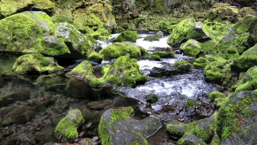 Serene Forest Stream: Crystal Clear Water Flowing Over Moss-Covered Rocks in a Lush Green Woodland