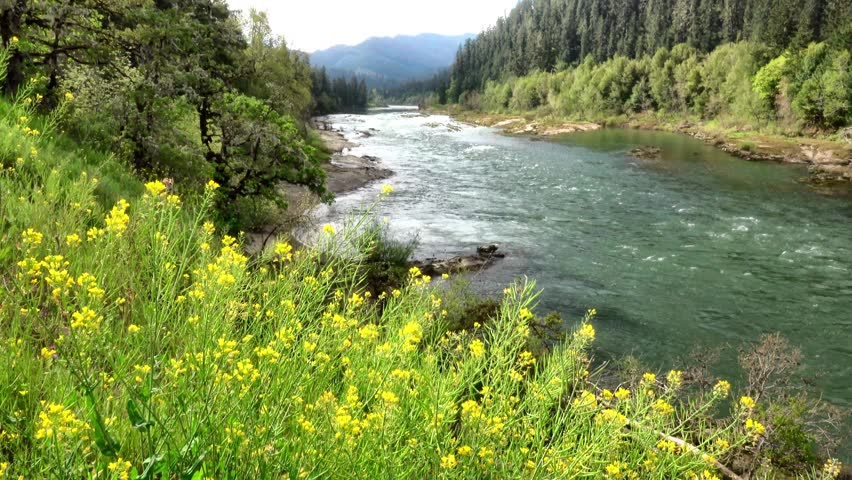 Scenic Mountain River Landscape: Fast Flowing Blue Water, Lush Green Forests, and Vibrant Yellow Wildflowers