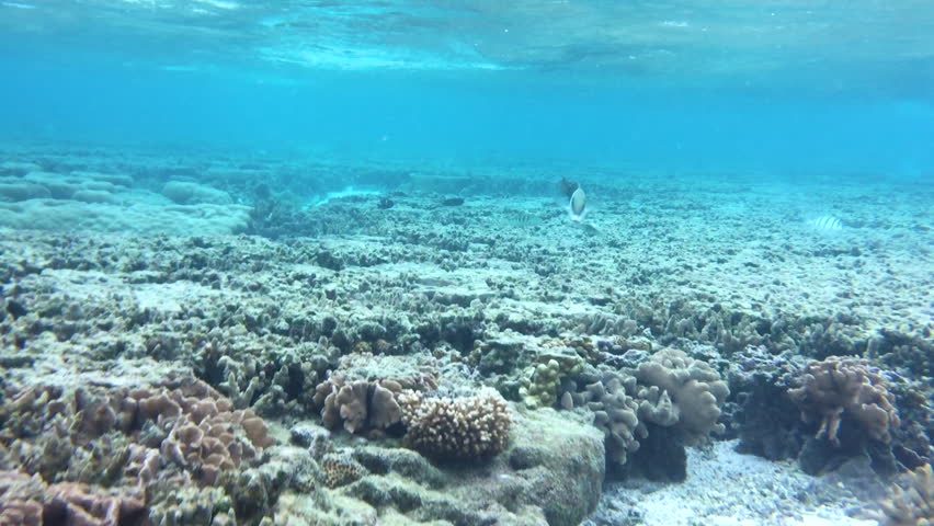 Blackeye thicklip wrasse tropical fish swimming in a shallow clear turquoise reef lagoon.