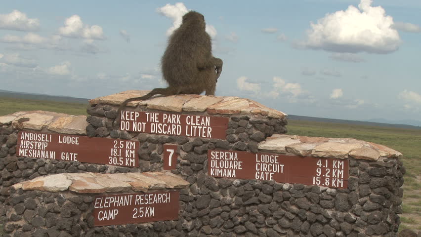 baboon watching out for the troop on a road junction