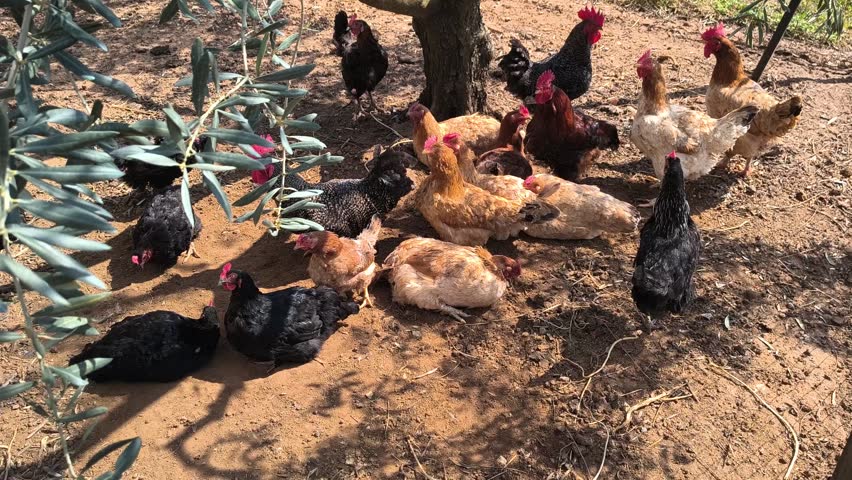 Chicken Lay Arround in Tree Shade, Home Poultry Breeding, Greece Countryside Rural Life