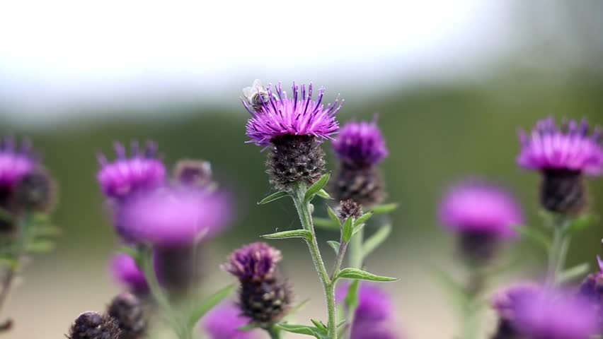 The stunning beauty of nature through macro shots of bright purple Thistle flowers (a type of thorny flower) in full bloom.