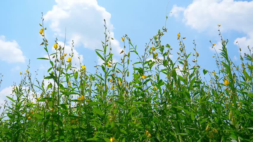A field of yellow flowers against a backdrop of a blue sky.