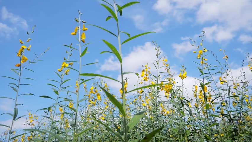 A field of yellow flowers under a blue sky with fluffy white clouds, the perfect symbol of a warm day