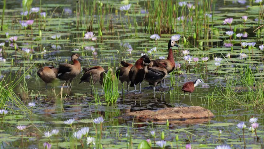  An African jacana in between the white-faced whistling ducks