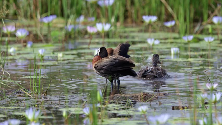  the white faced whistling ducks flaps wings in slow motion