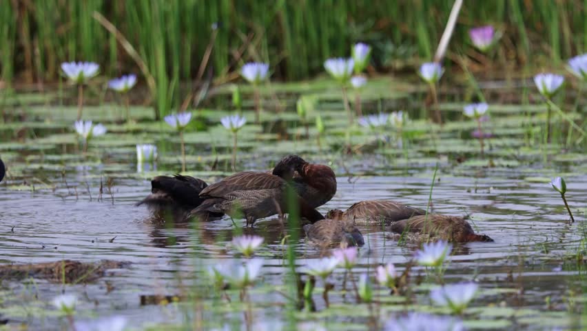  the white faced whistling ducks bath time