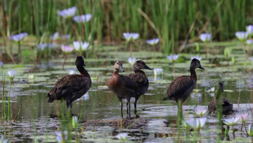 a family of white faced whistling ducks