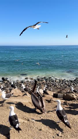 Beautiful vertical footage of a brown pelican surrounded by black-backed gulls on a rocky shore, with seabirds flying in the clear blue sky over turquoise ocean water
