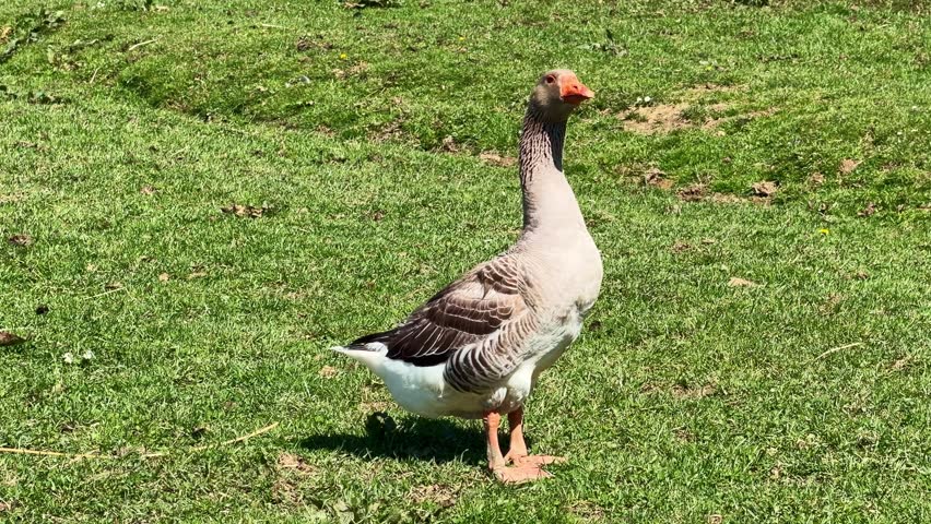 Closer view of a greater white-fronted goose aka Anser albifrons on grassy countryside field.