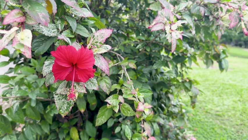 A vibrant red hibiscus flower sways gently on a variegated shrub in soft daylight