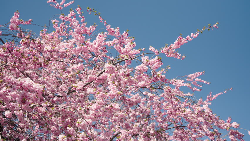 Pink flowers on a blue sky background