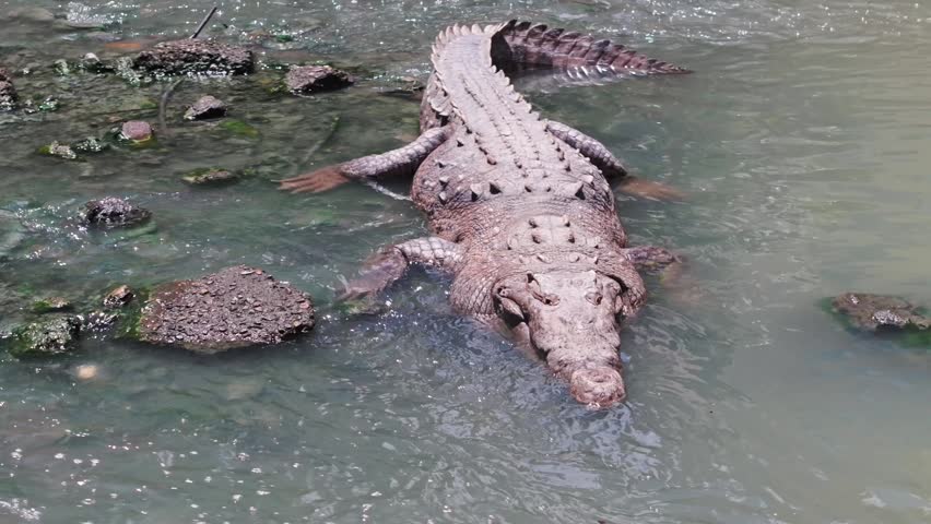Aerial drone footage focusing on a large American crocodile resting in a muddy river in Panama City