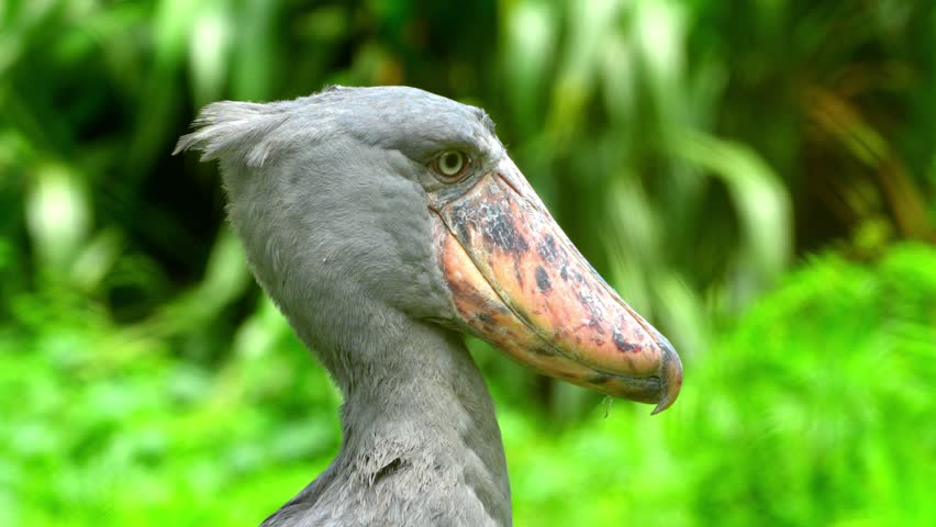 Portrait of Shoebill (Balaeniceps rex) Mabamba Swamp Uganda, filmed from a boat in the Entebbe swamps, Uganda,