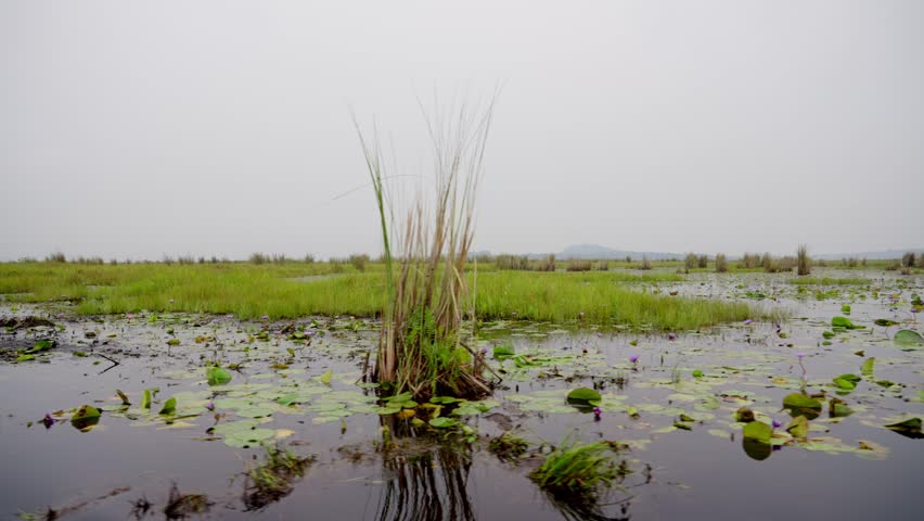 Mabamba Swamp the habitat of the rare shoebill in Uganda Filmed from a boat , Entebbe Uganda,