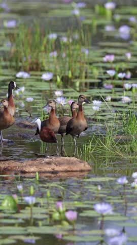  Vertical video, a family of white faced whistling ducks