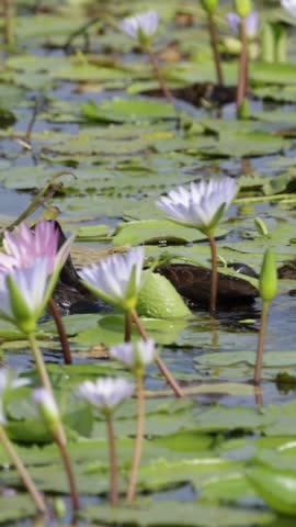 Vertical video, a white faced whistling duck family