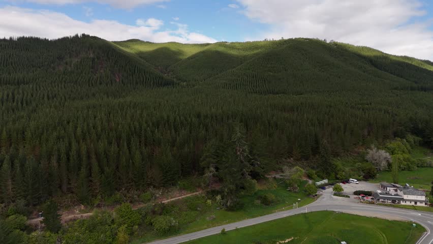 Vast and dense commercial pine tree plantation in Tasman region of New Zealand. Aerial drone