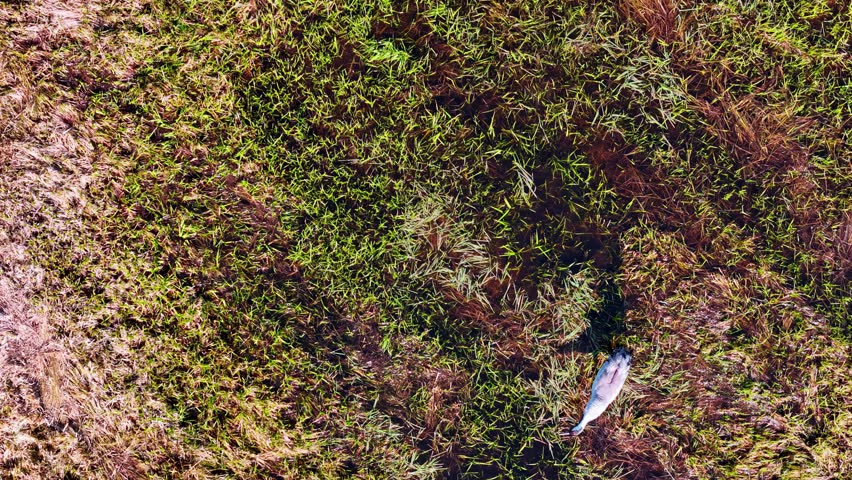 Aerial Top Down Drone View of Wild Bird Walking Through High Grass and Marshland